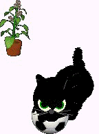 Farah.gif (5623 bytes)