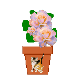 flwrNamomi1.gif (12358 bytes)