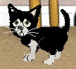 midnight.jpg (6807 bytes)